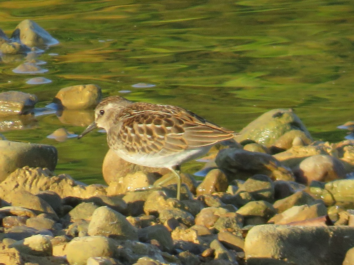 Least Sandpiper - ML623561276