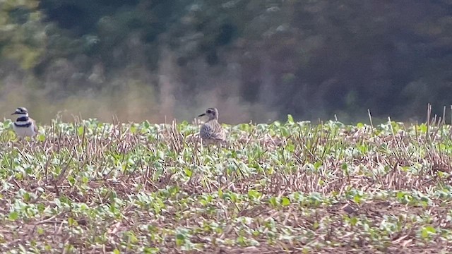 kulík hnědokřídlý - ML623561301