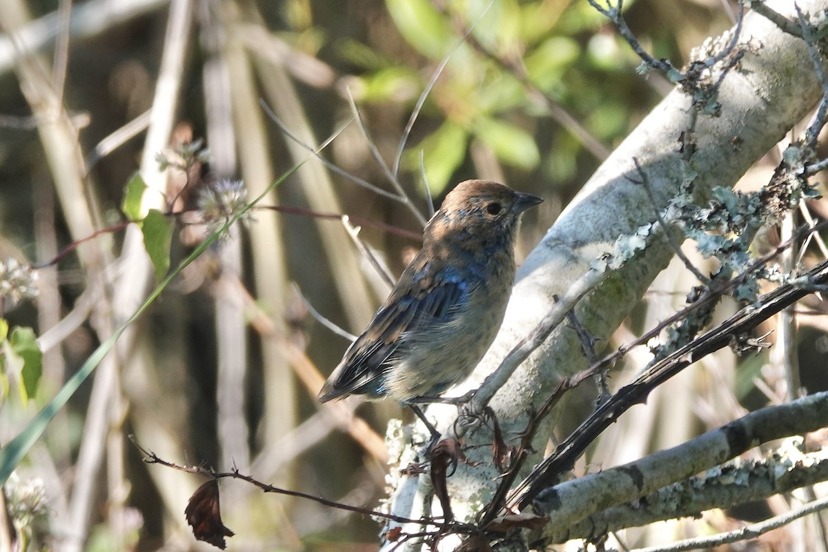 Indigo Bunting - ML623561306