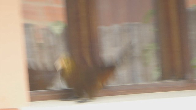 Russet-backed Oropendola - ML623561346