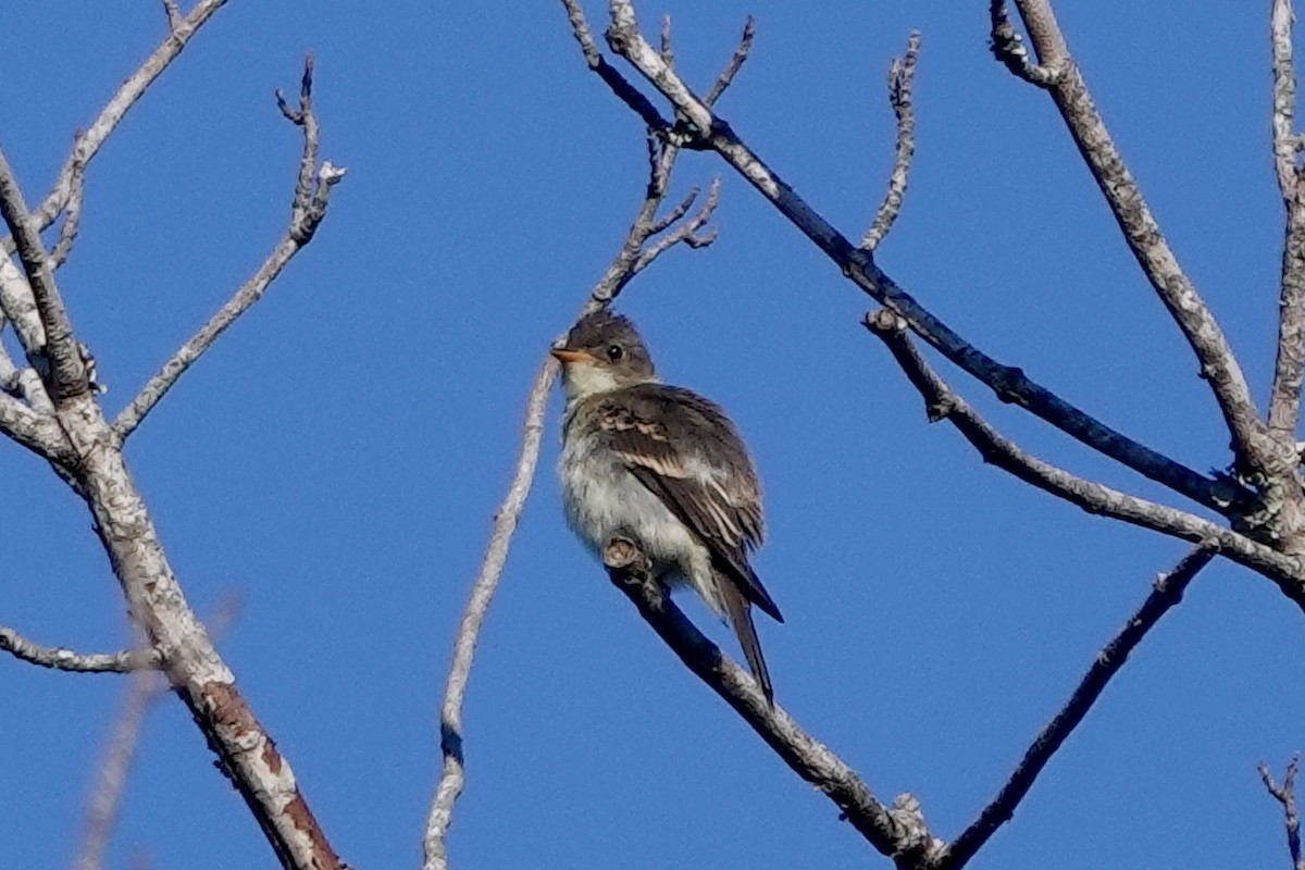 Eastern Wood-Pewee - ML623561354