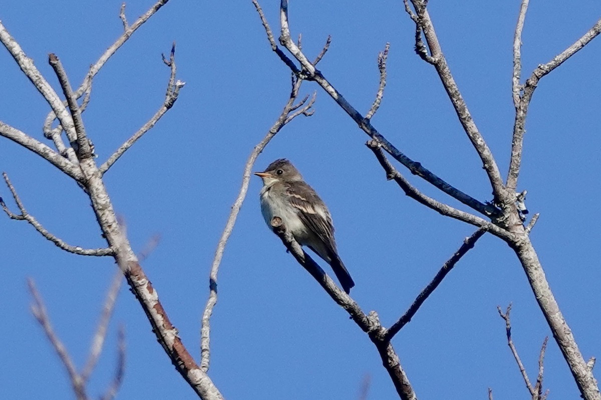 Eastern Wood-Pewee - ML623561355