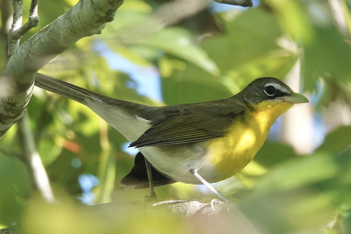 Yellow-breasted Chat - ML623561375