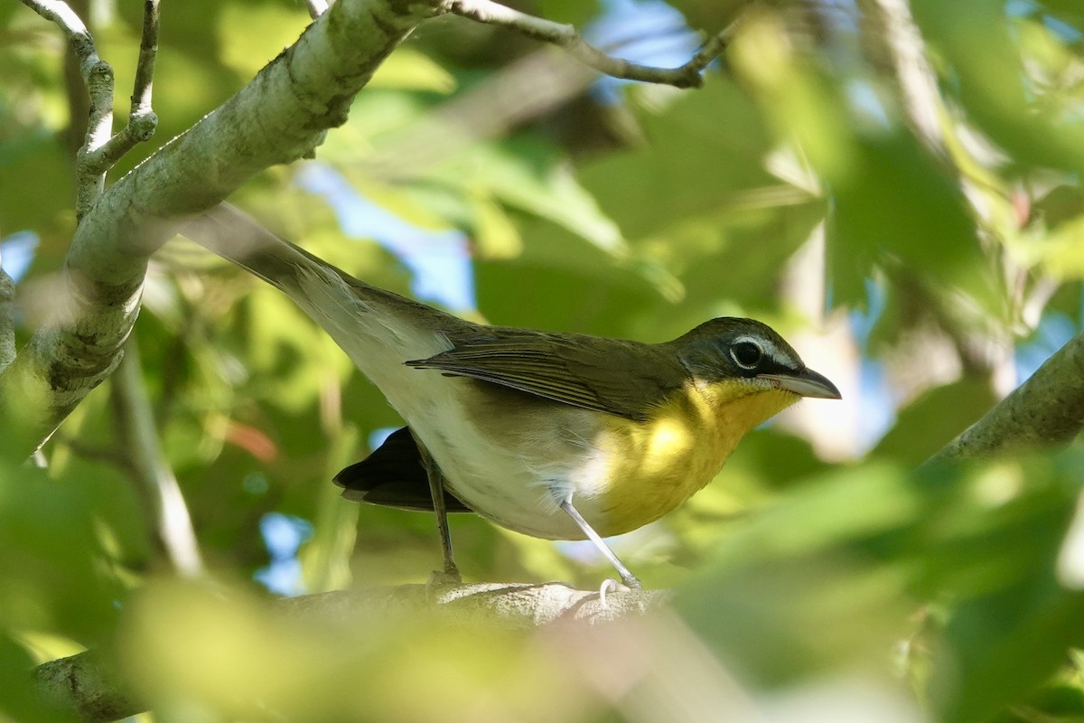 Yellow-breasted Chat - ML623561376