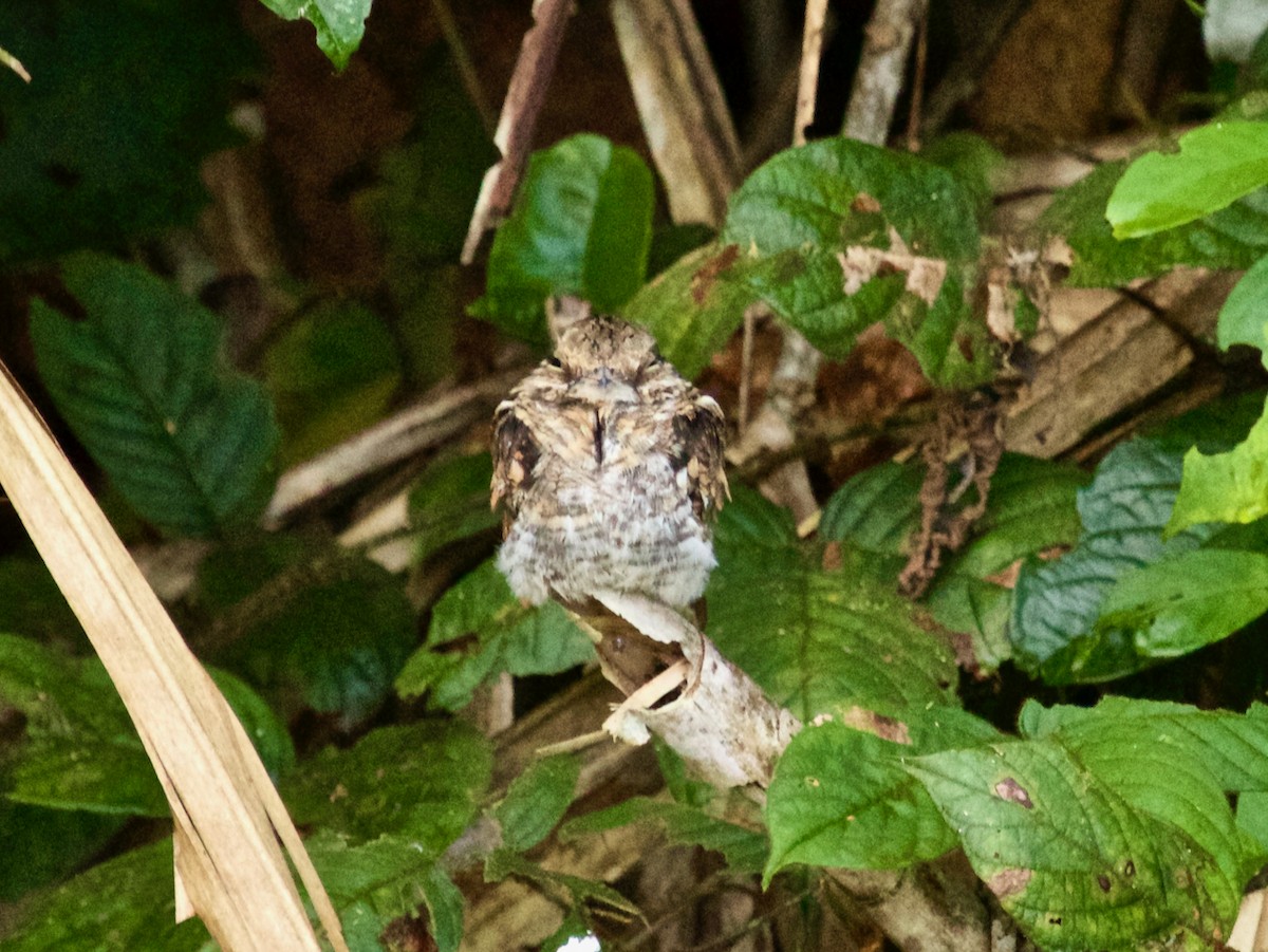 Ladder-tailed Nightjar - ML623561382