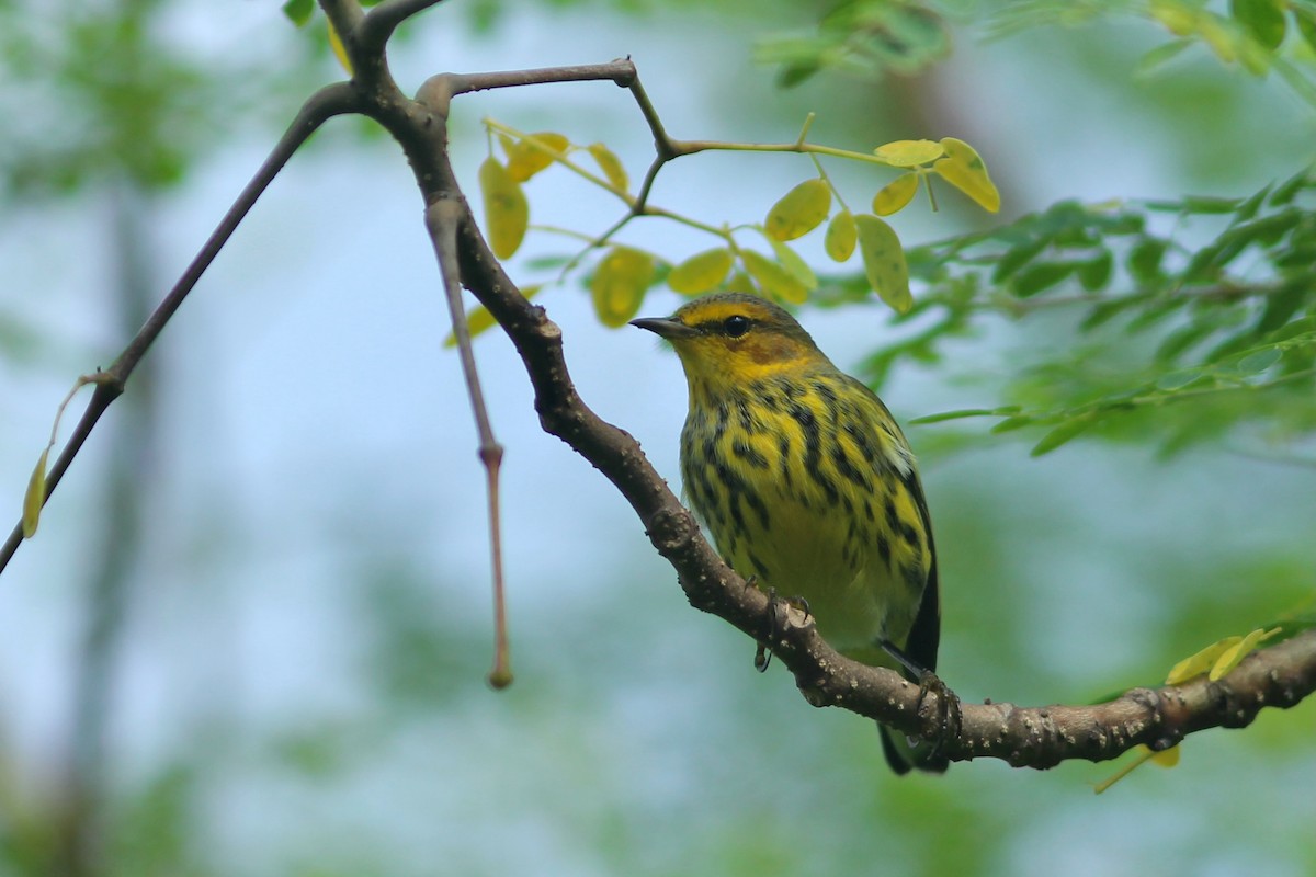 Cape May Warbler - ML623561385