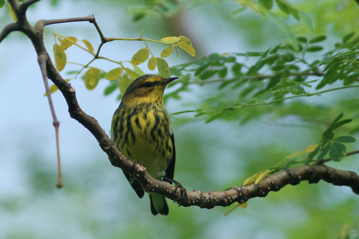 Cape May Warbler - Oscar Johnson