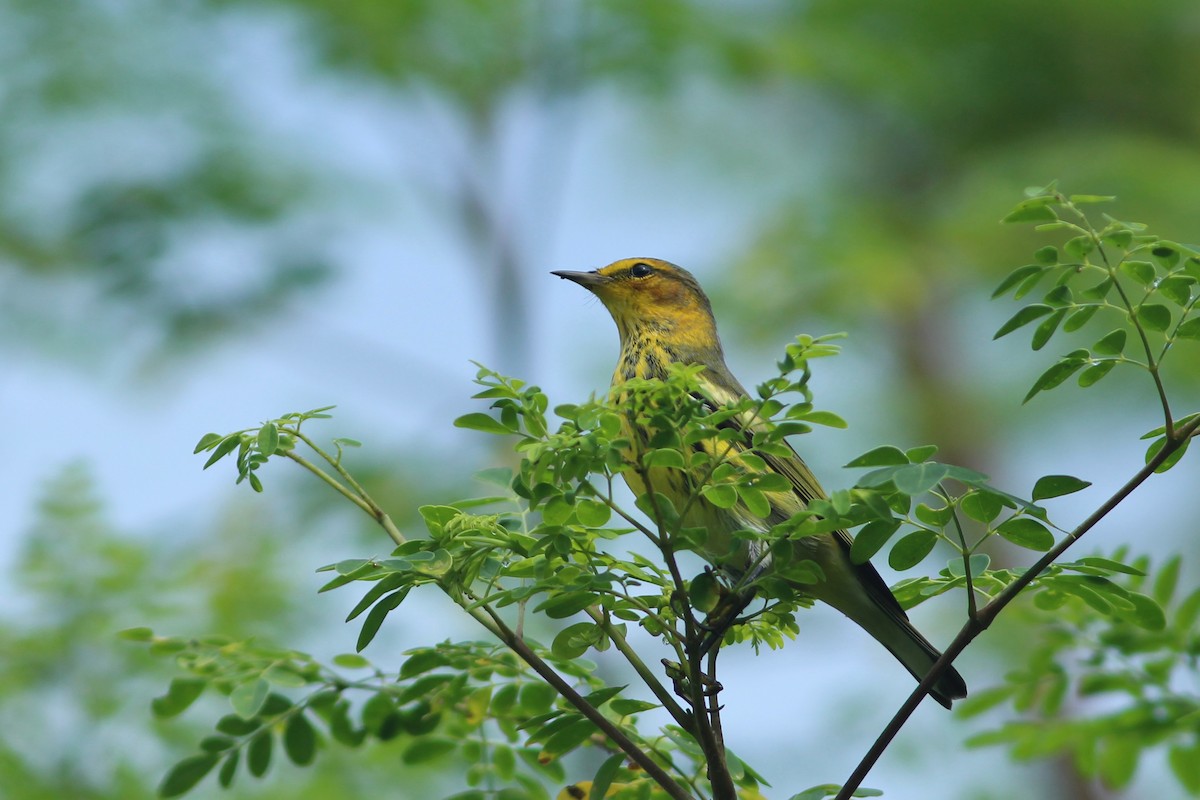 Cape May Warbler - ML623561388