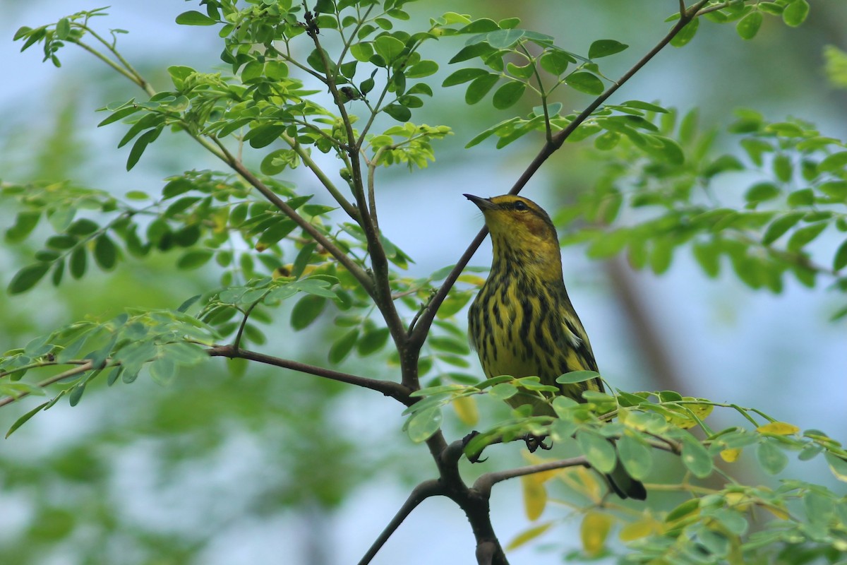 Cape May Warbler - ML623561389