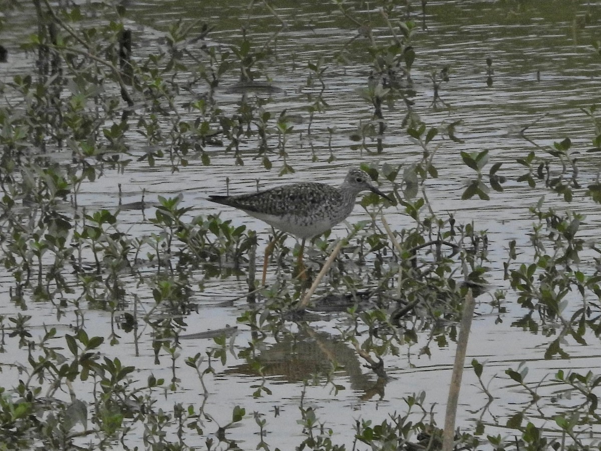 Greater Yellowlegs - ML623561415