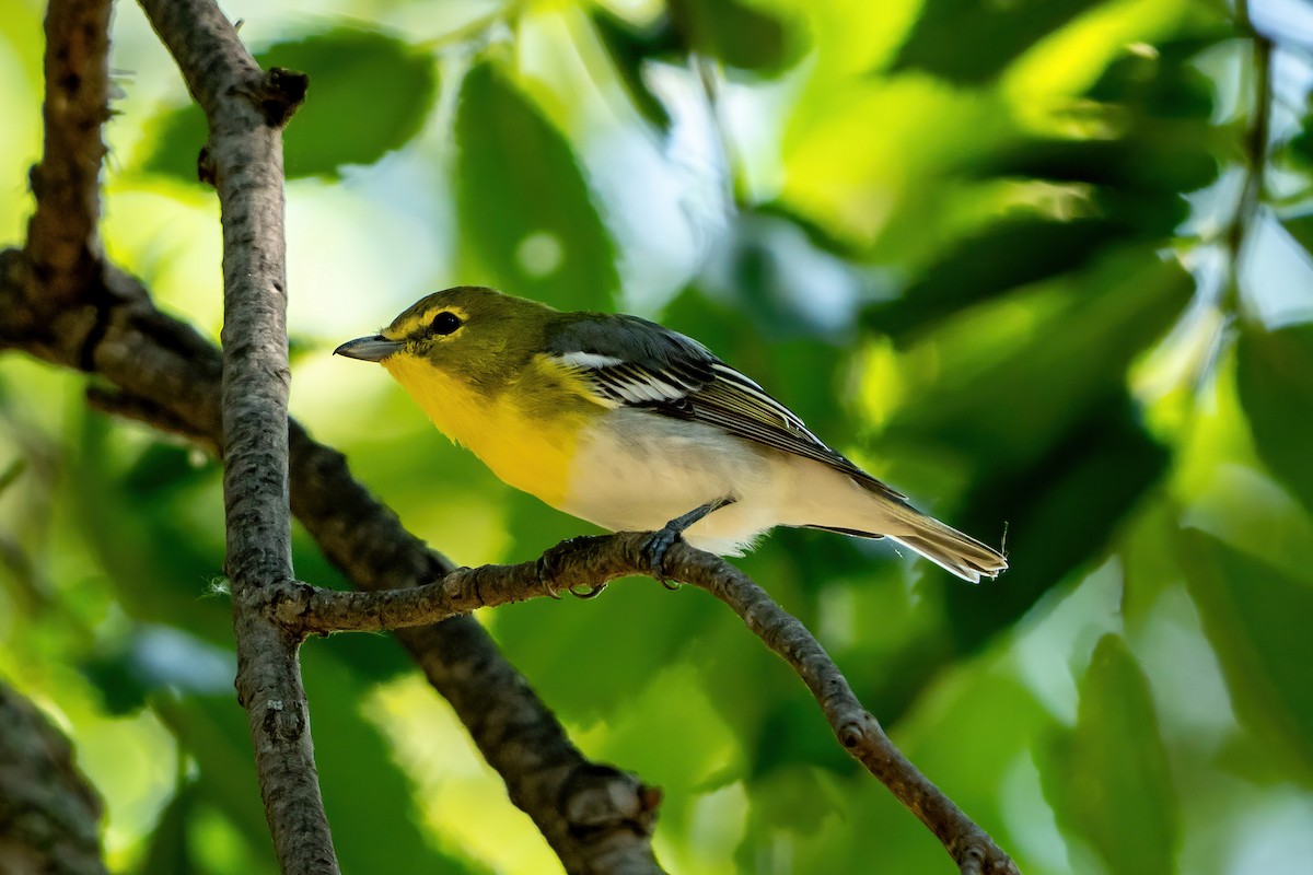 Yellow-throated Vireo - ML623561420