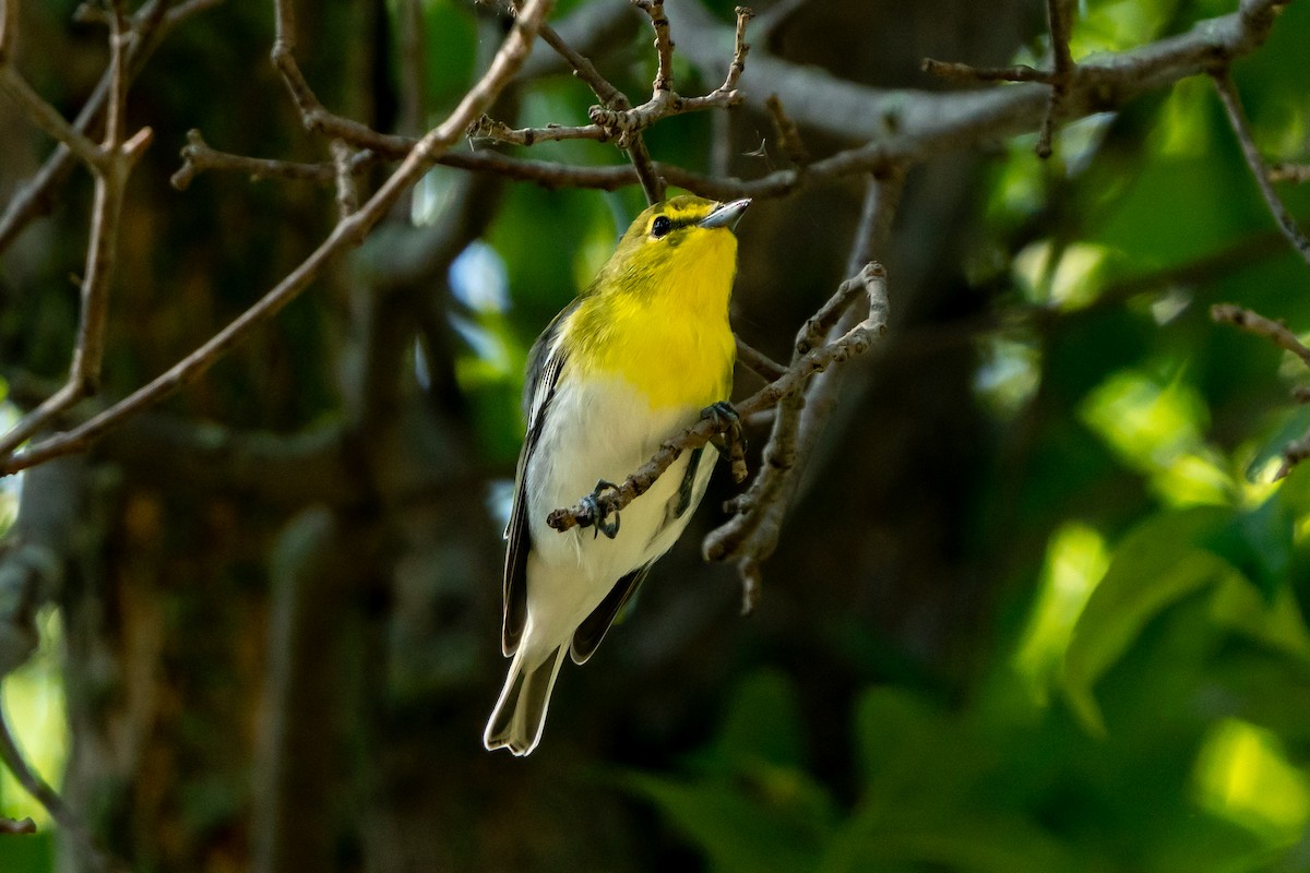 Yellow-throated Vireo - ML623561421