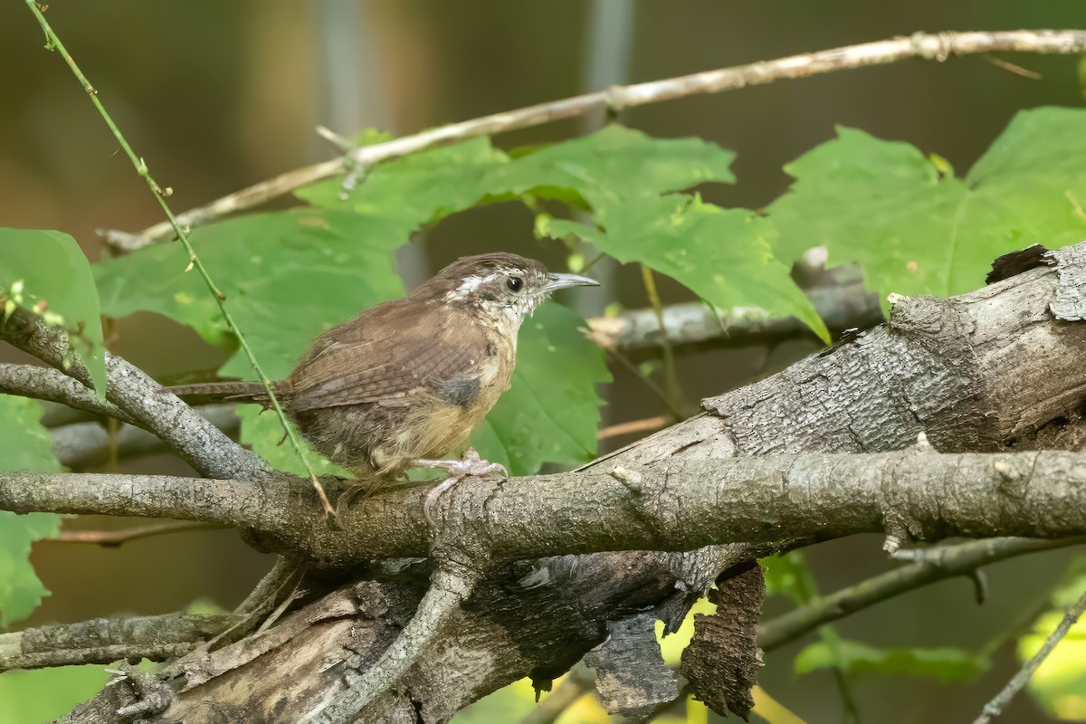 Carolina Wren - ML623561437