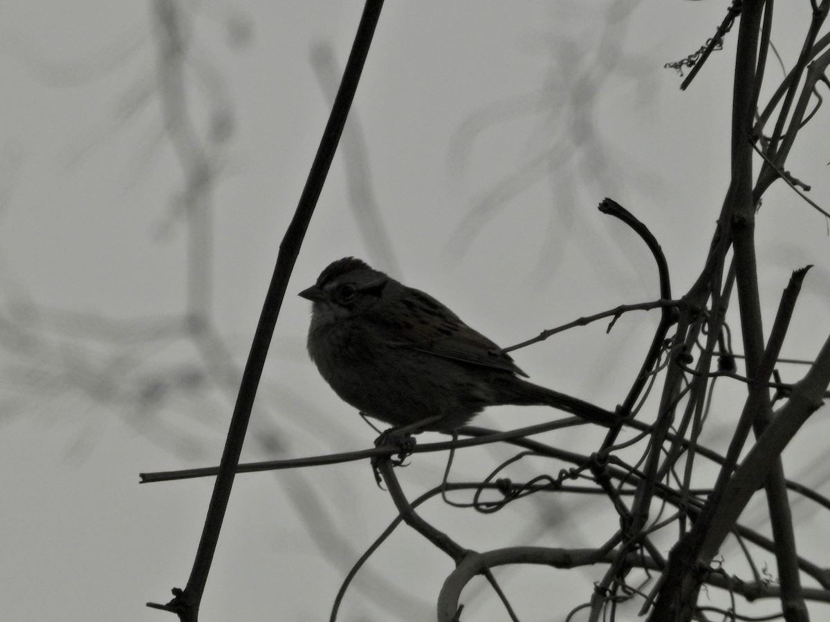 Swamp Sparrow - ML623561451