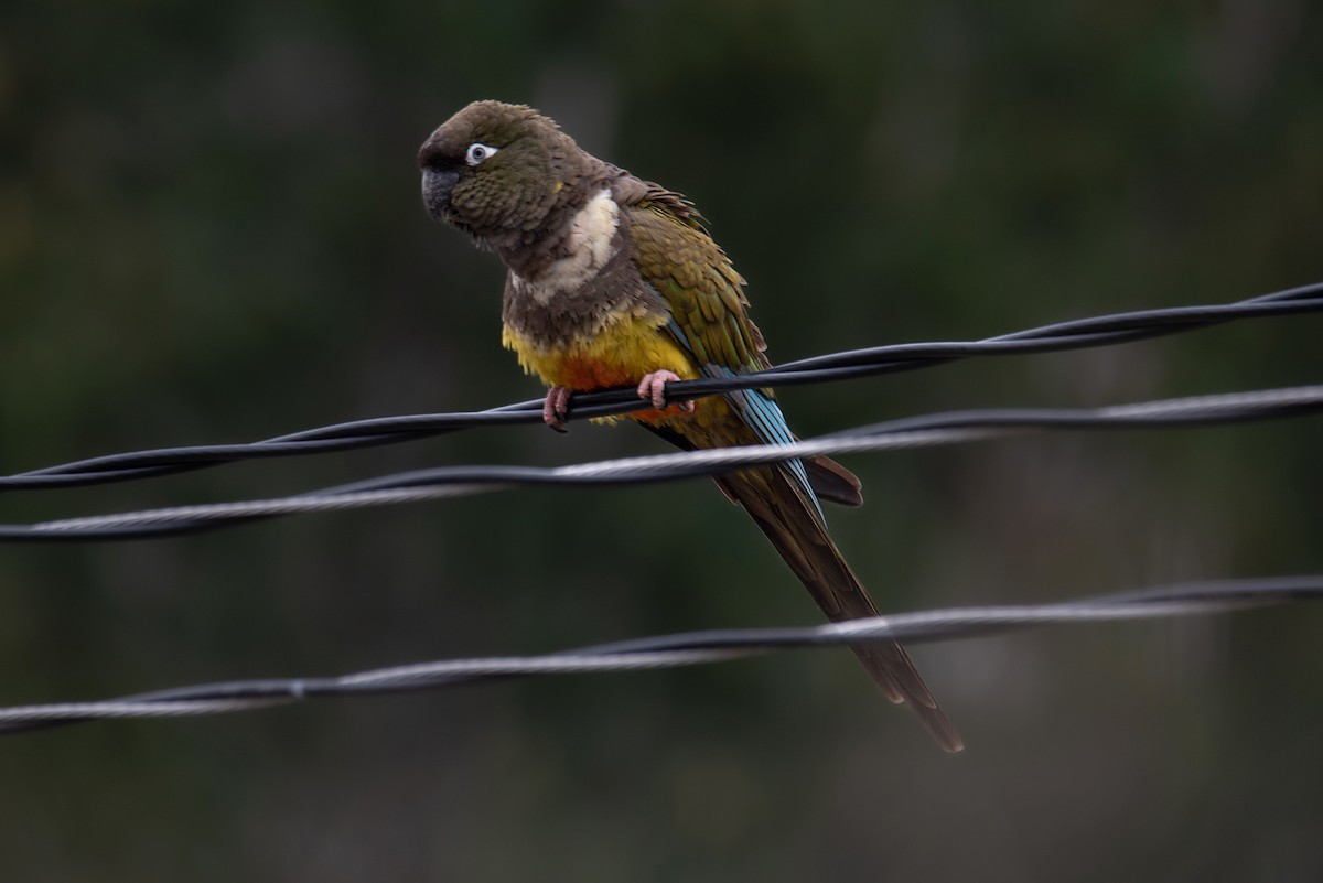 Burrowing Parakeet - Tamara Catalán Bermudez