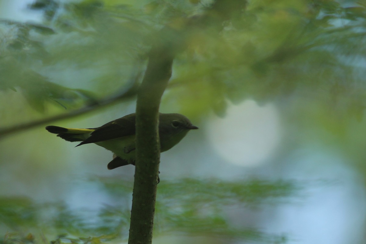 American Redstart - ML623561481