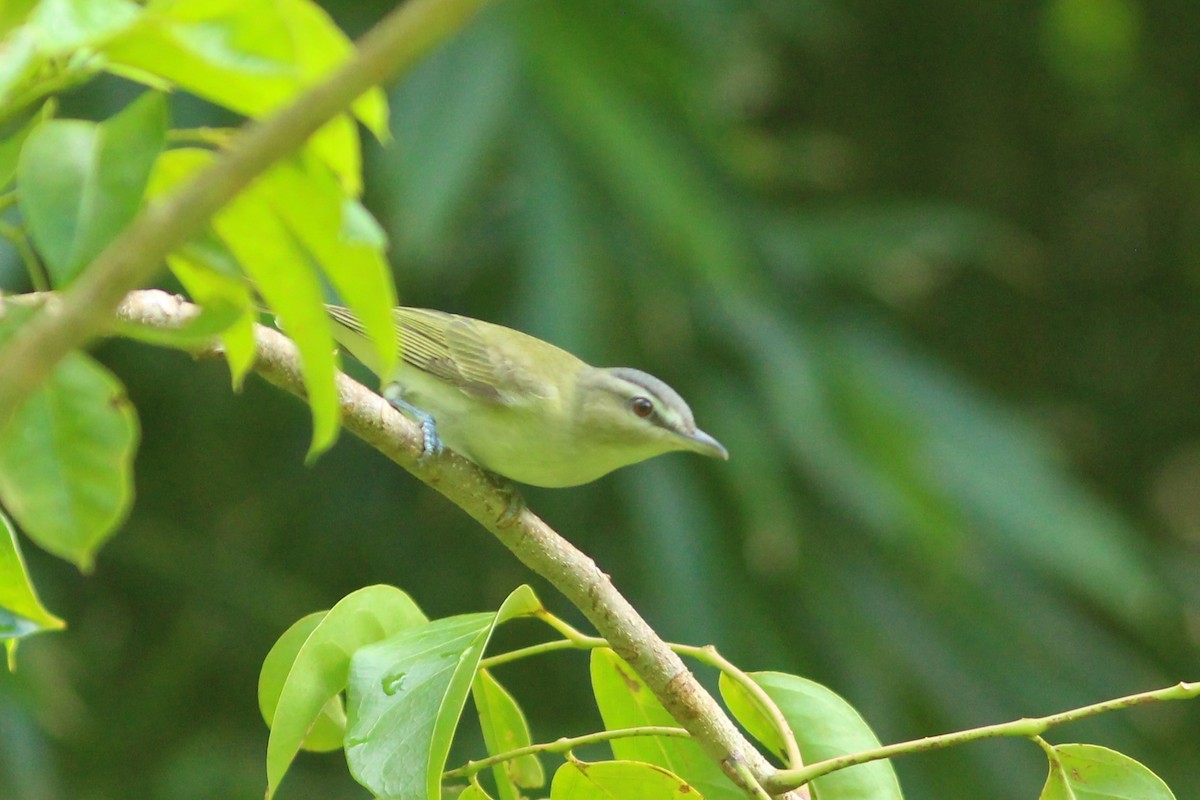 Red-eyed Vireo - ML623561485