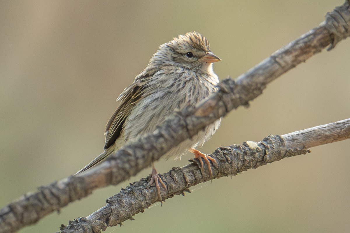 Chipping Sparrow - ML623561487