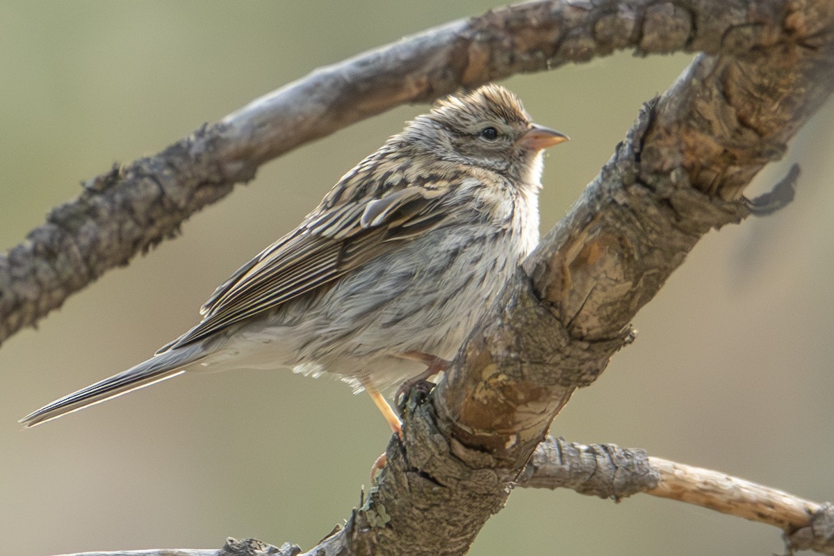Chipping Sparrow - ML623561488