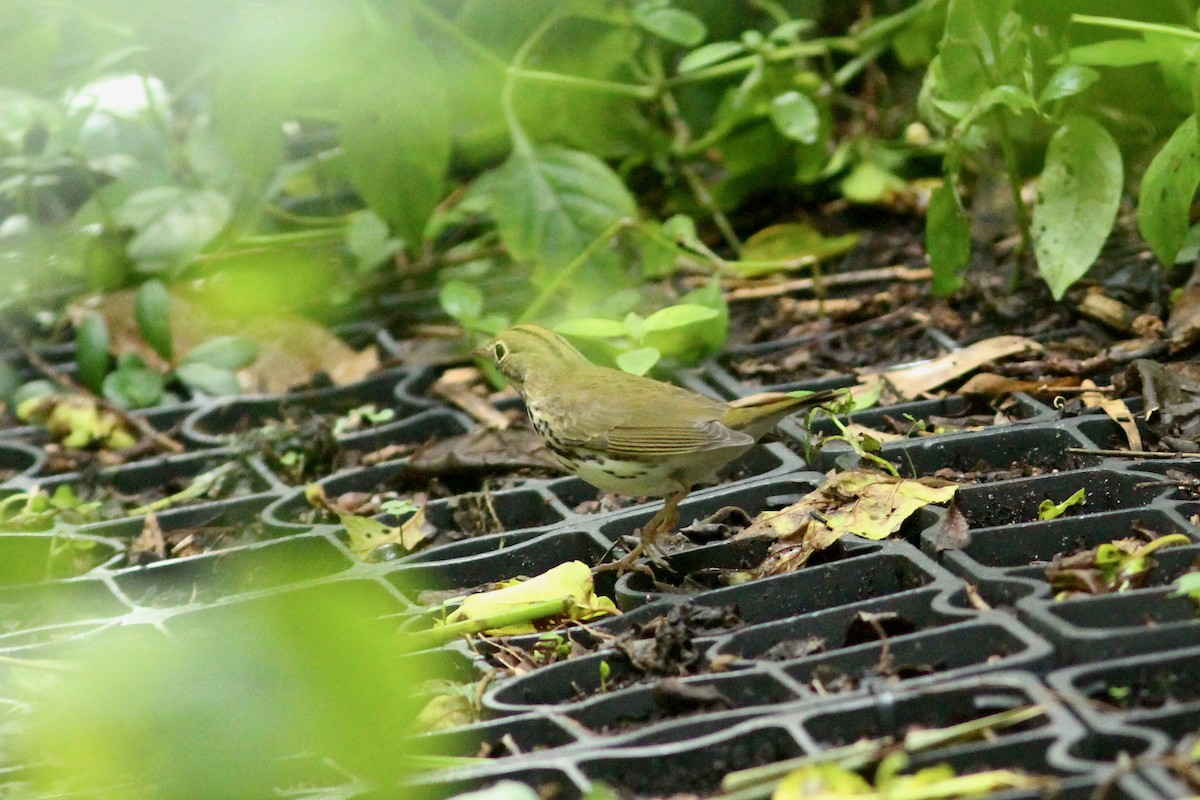 Ovenbird - ML623561502