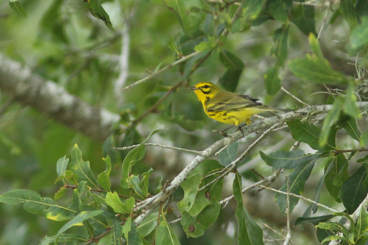 Prairie Warbler - ML623561545