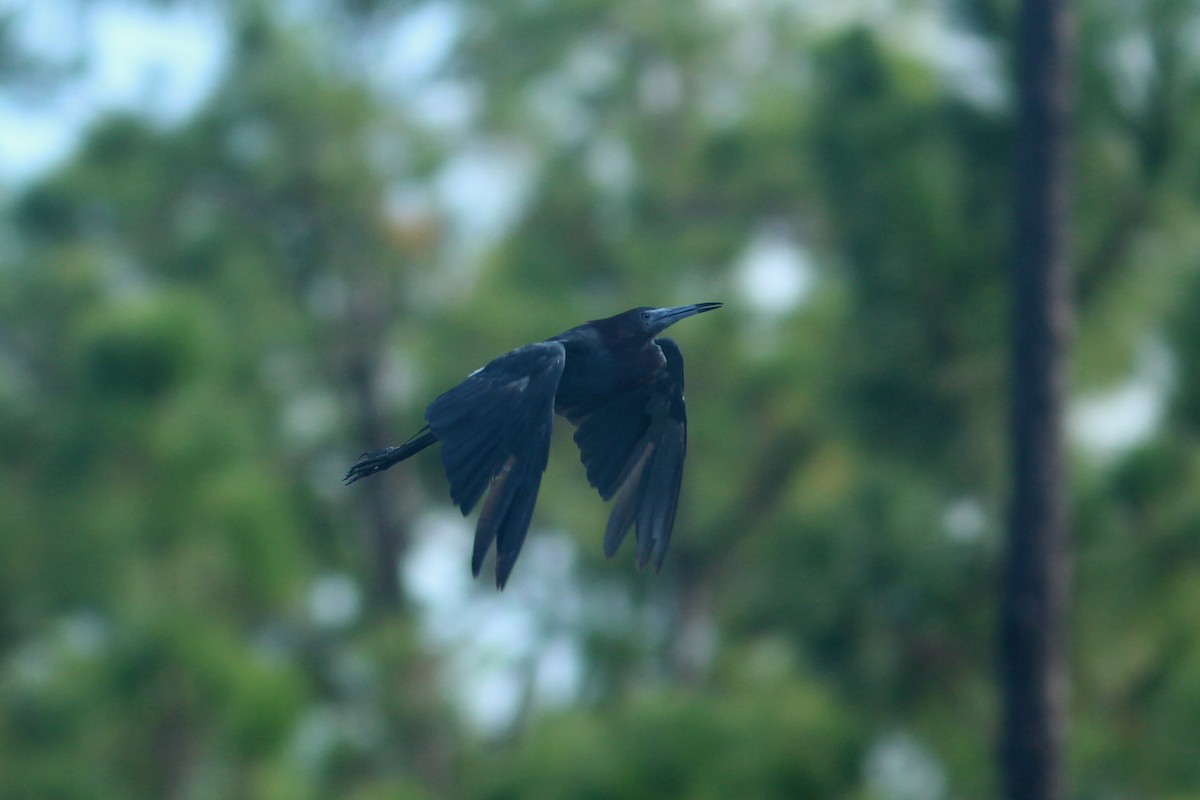 Little Blue Heron - ML623561583