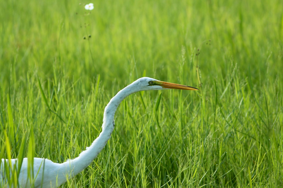 Great Egret - ML623561587