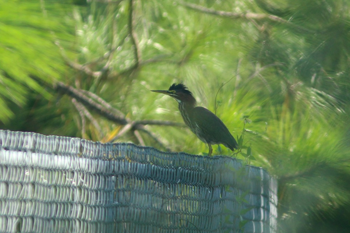 Green Heron - ML623561592