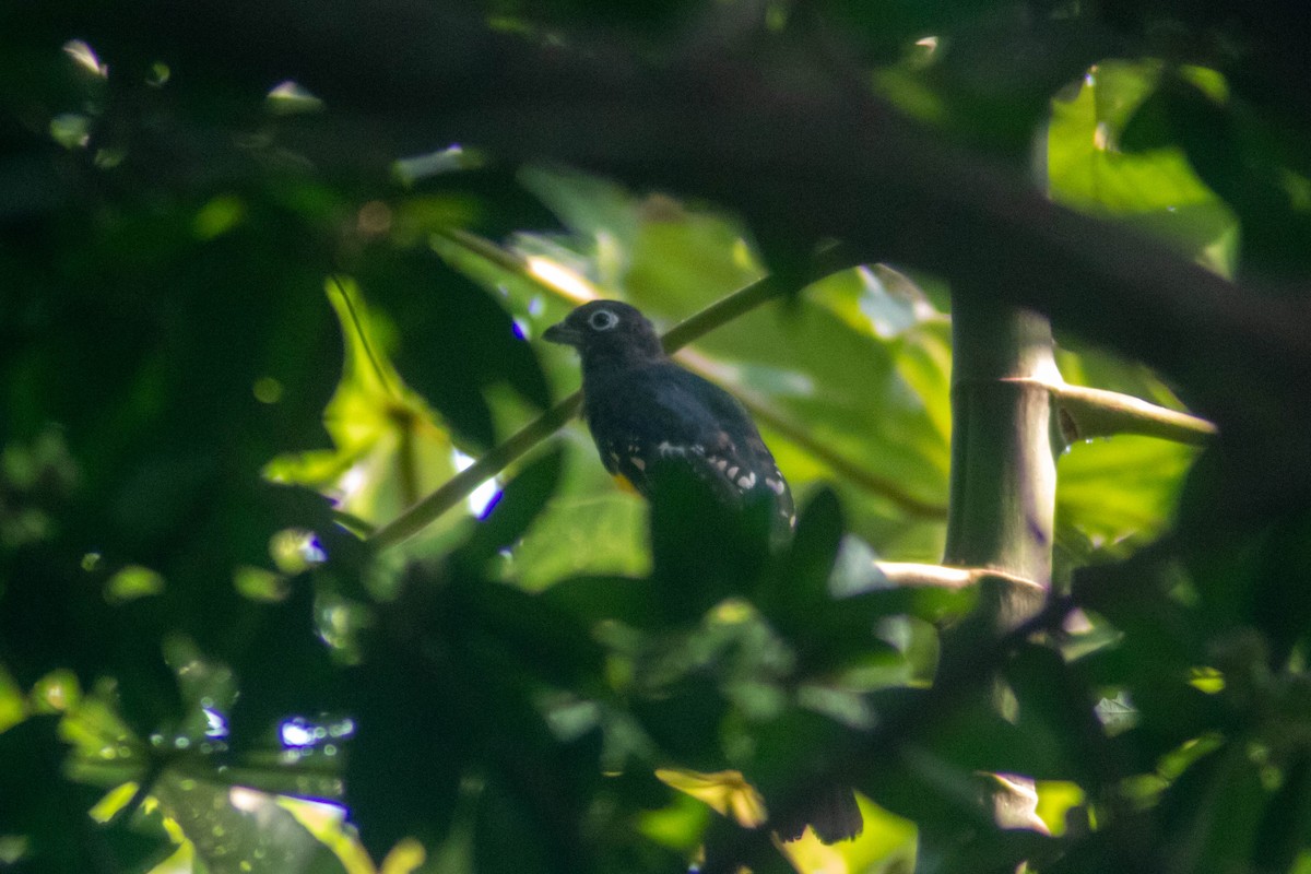 Black-headed Trogon - ML623561607