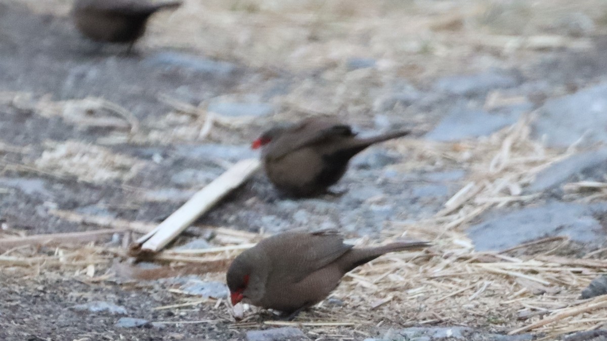 Common Waxbill - ML623561613