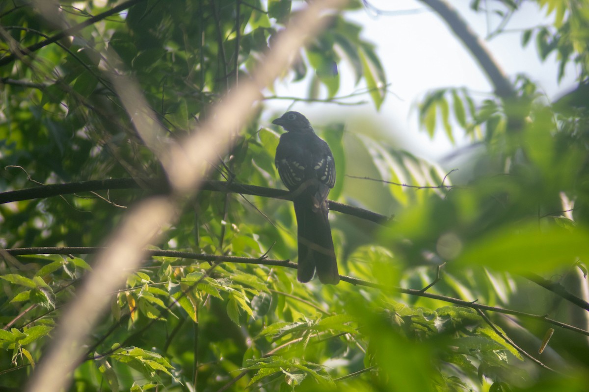 Black-headed Trogon - Manuel de Jesus Hernandez Ancheita