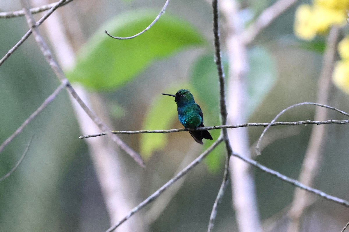 Blue-tailed Emerald - Charles Davies