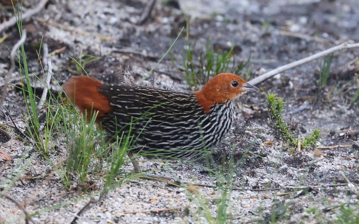 Striped Flufftail - ML623561717