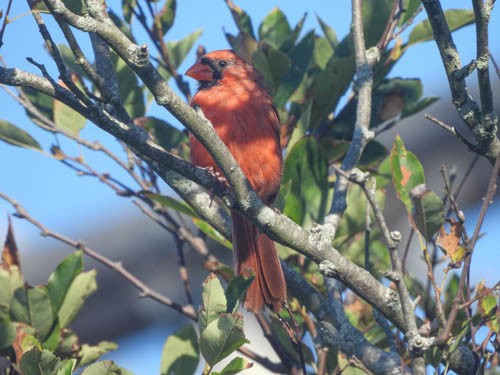 Northern Cardinal - ML623561829