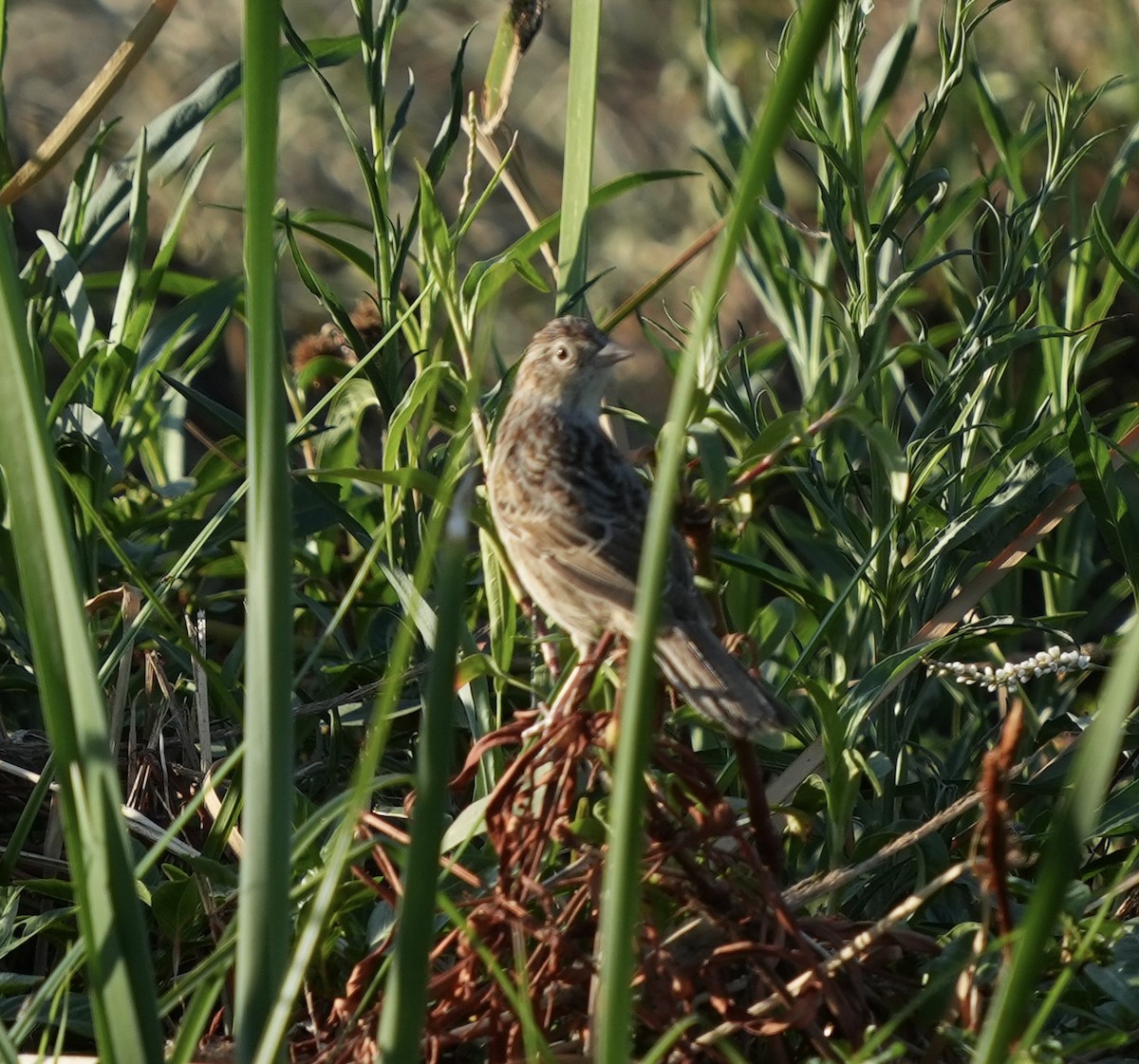 Cassin's Sparrow - John Rhoades