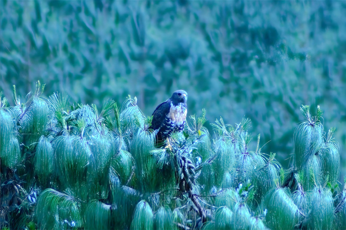 Jackal Buzzard - ML623561882