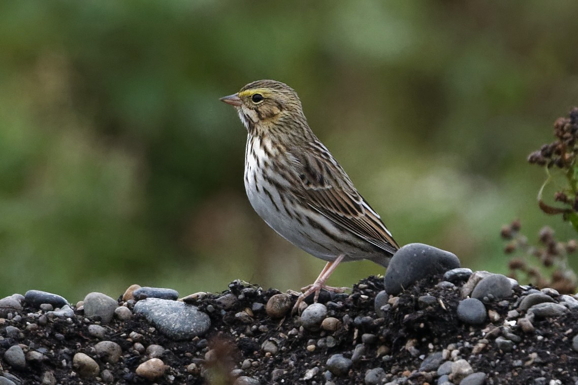 Savannah Sparrow - ML623561885