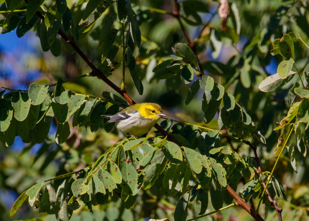 Black-throated Green Warbler - ML623561946