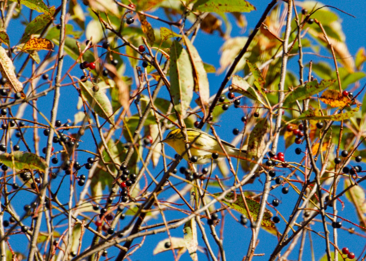 Blackburnian Warbler - ML623561958