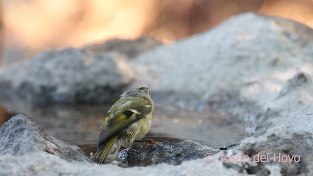 Goldcrest (Tenerife) - ML623561987
