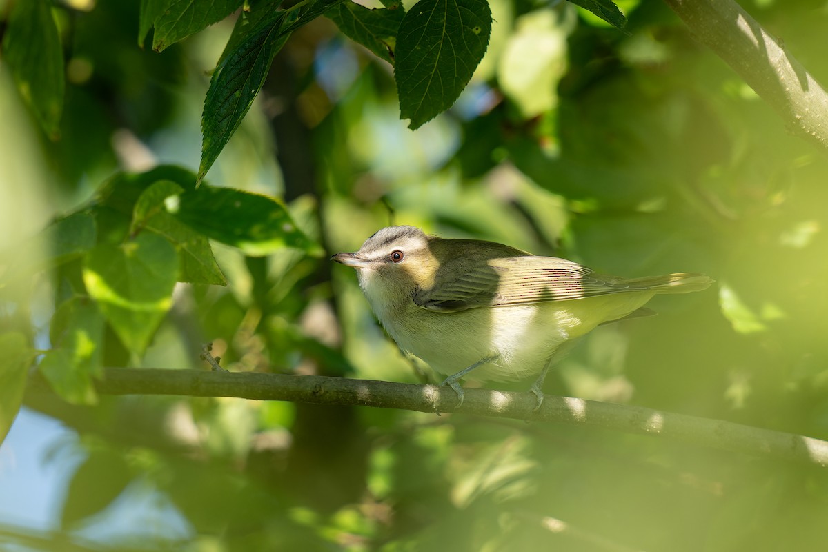 Red-eyed Vireo - ML623562005