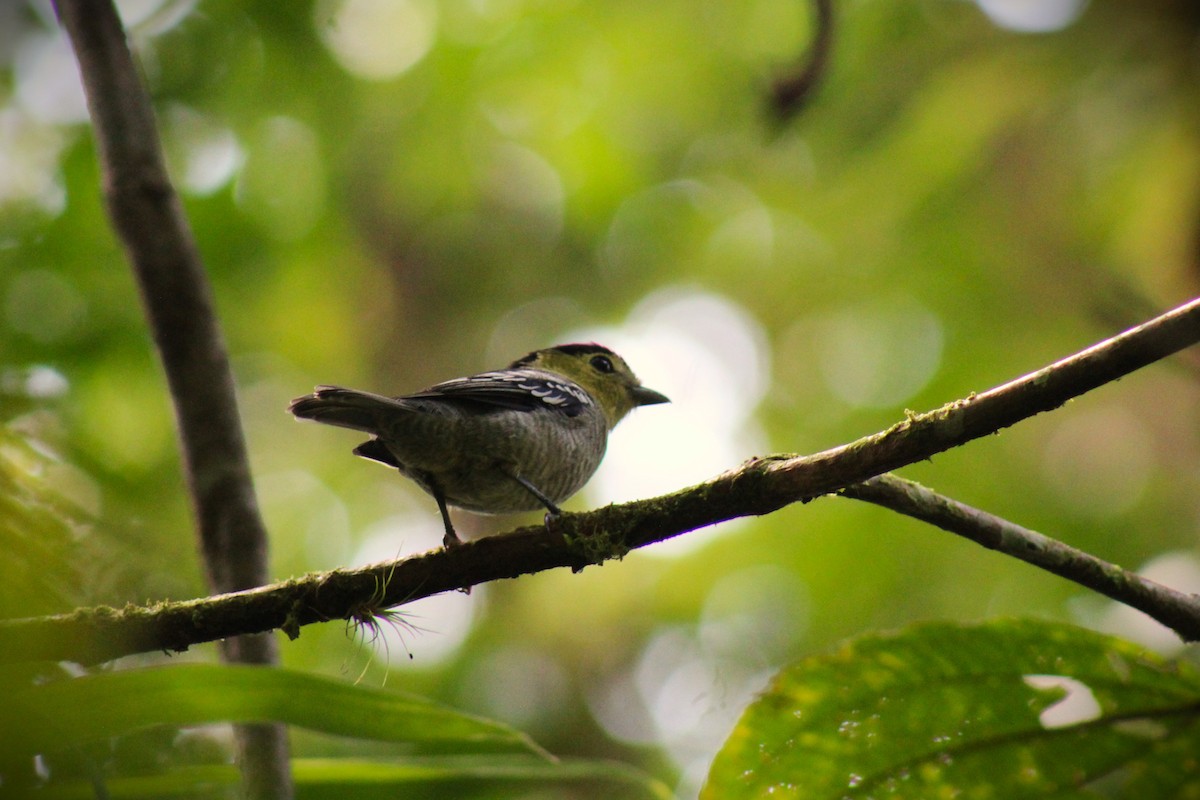 Barred Becard - ML623562096