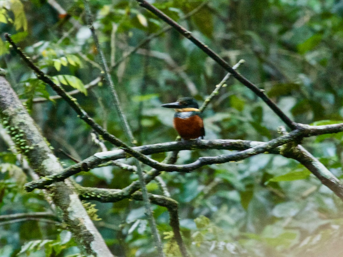 Green-and-rufous Kingfisher - ML623562112