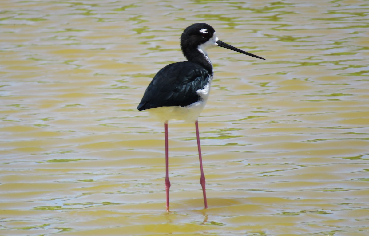 Cigüeñuela Cuellinegra (Hawaiana) - ML623562139