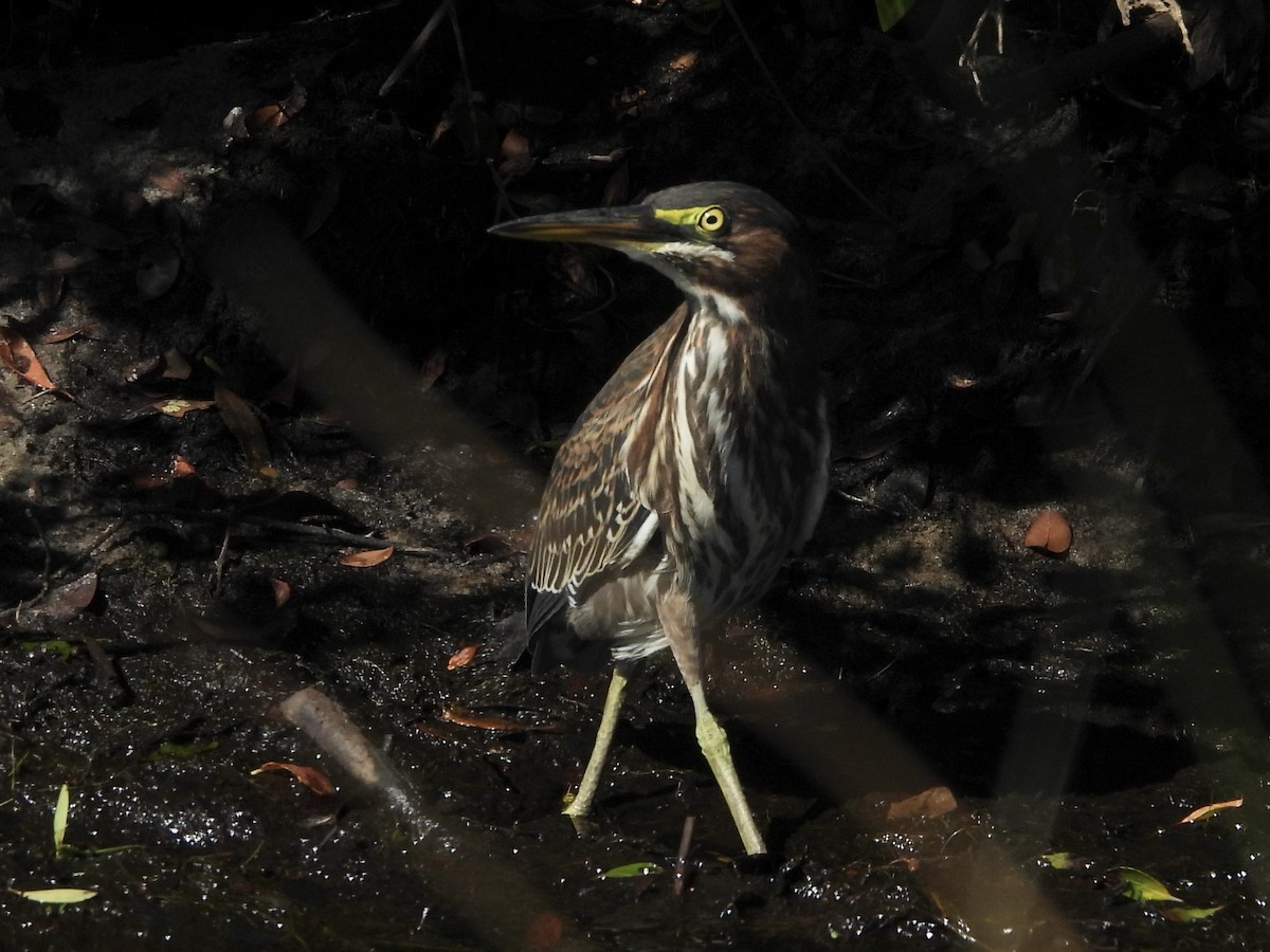 Green Heron - ML623562167