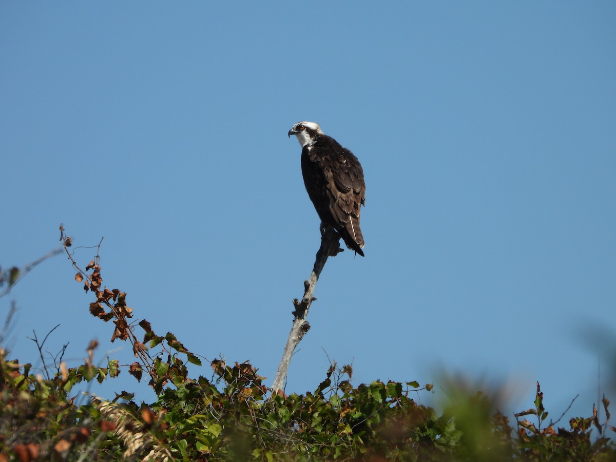 Osprey - Karen & Tom Beatty