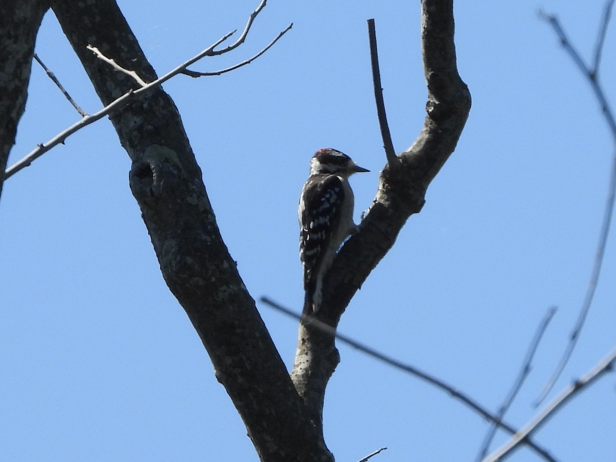 Downy Woodpecker - ML623562179