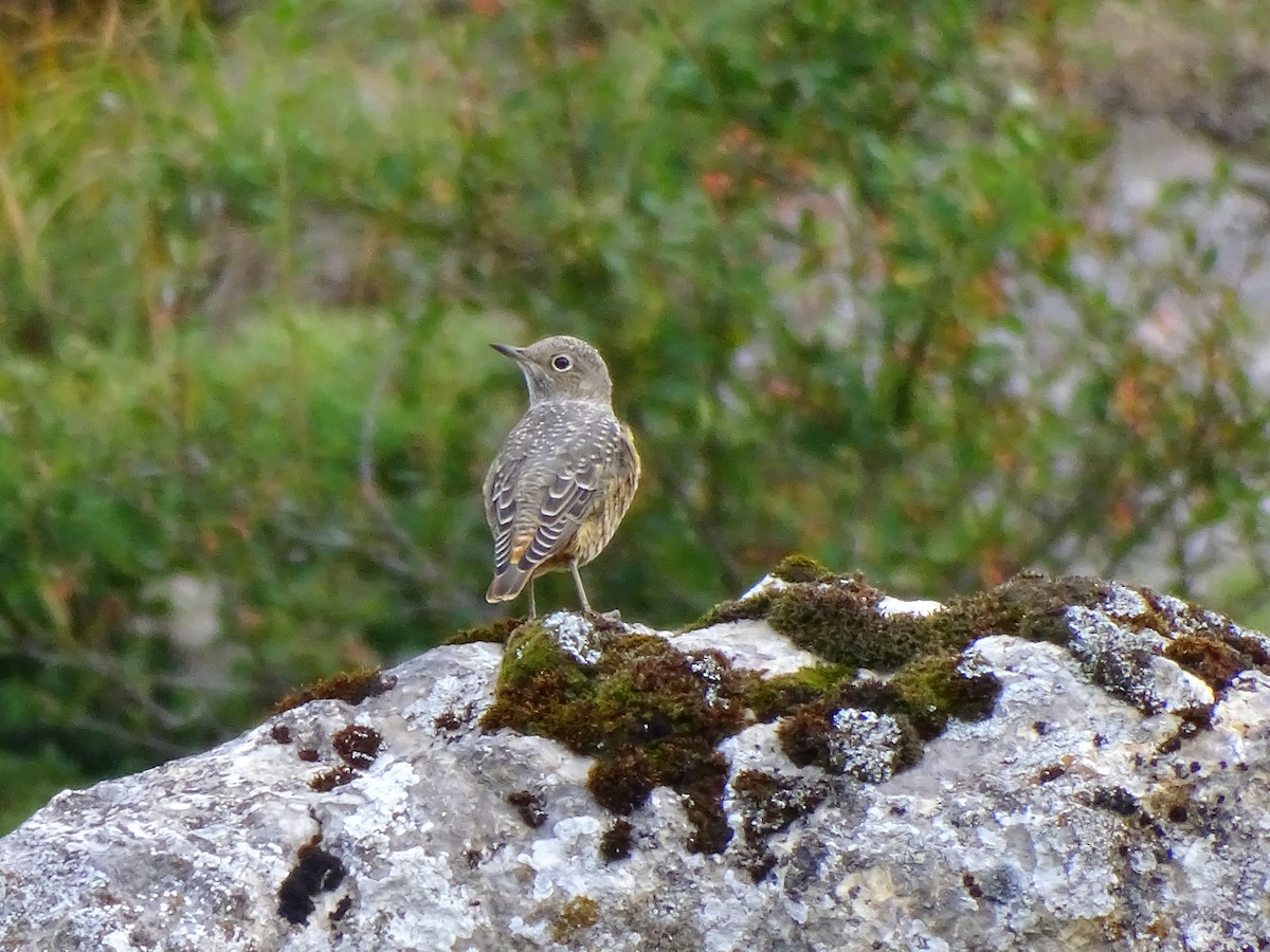 Rufous-tailed Rock-Thrush - ML623562190