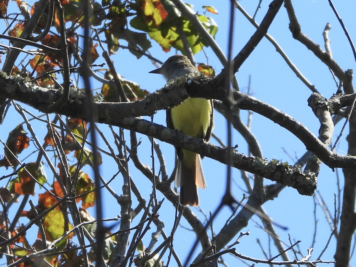 Great Crested Flycatcher - ML623562192