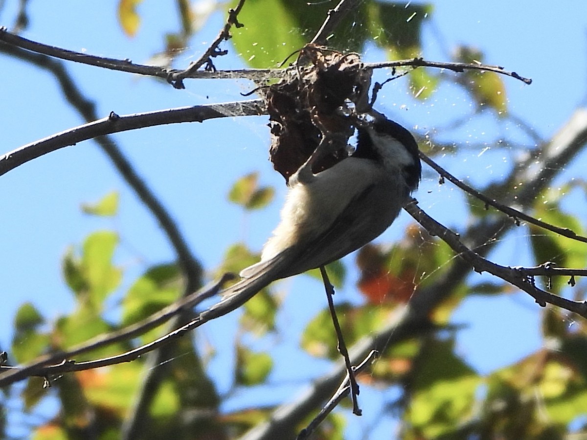 Carolina Chickadee - ML623562199